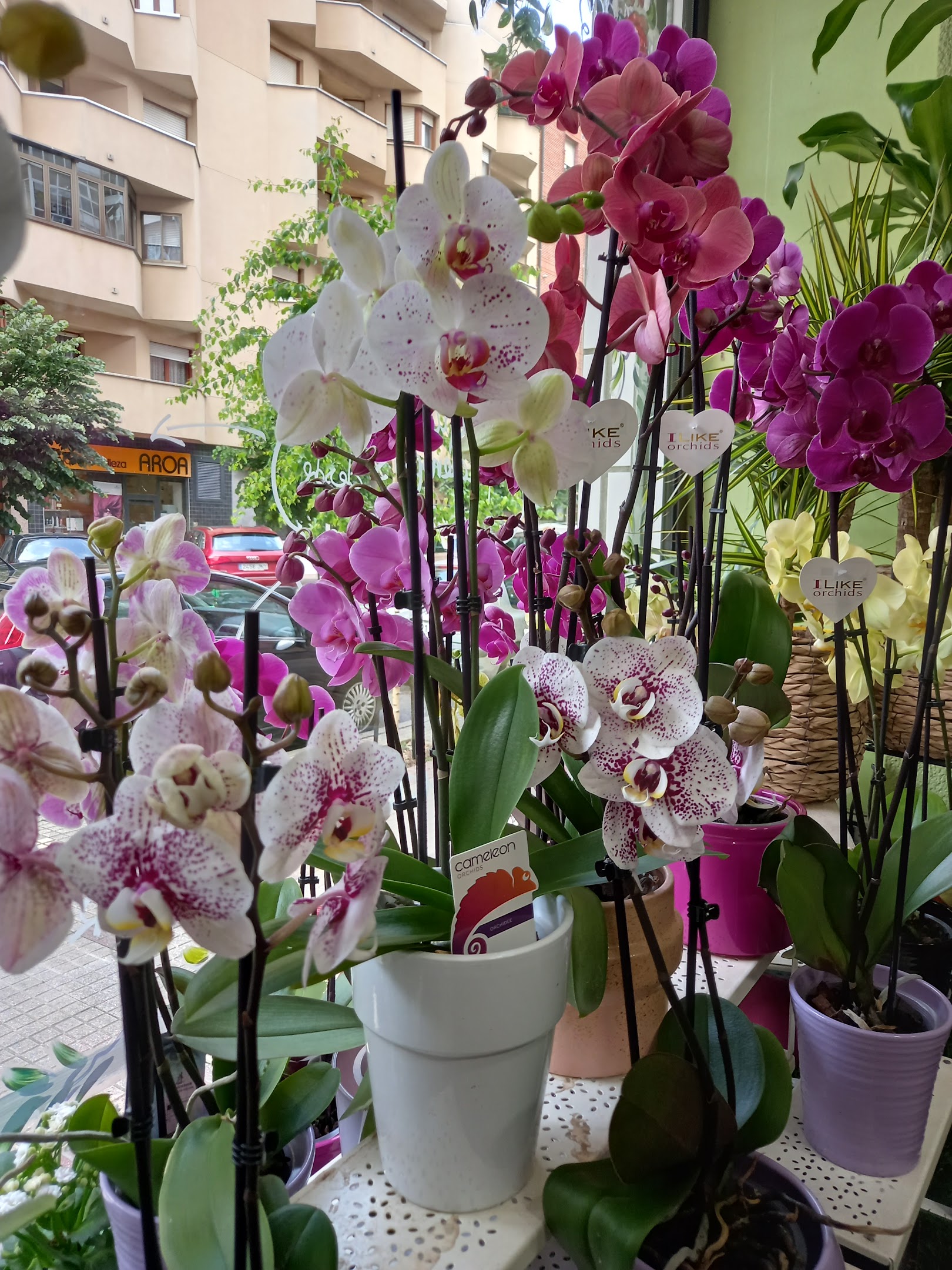 Flores para cualquier ocasión en Vitoria-Gasteiz