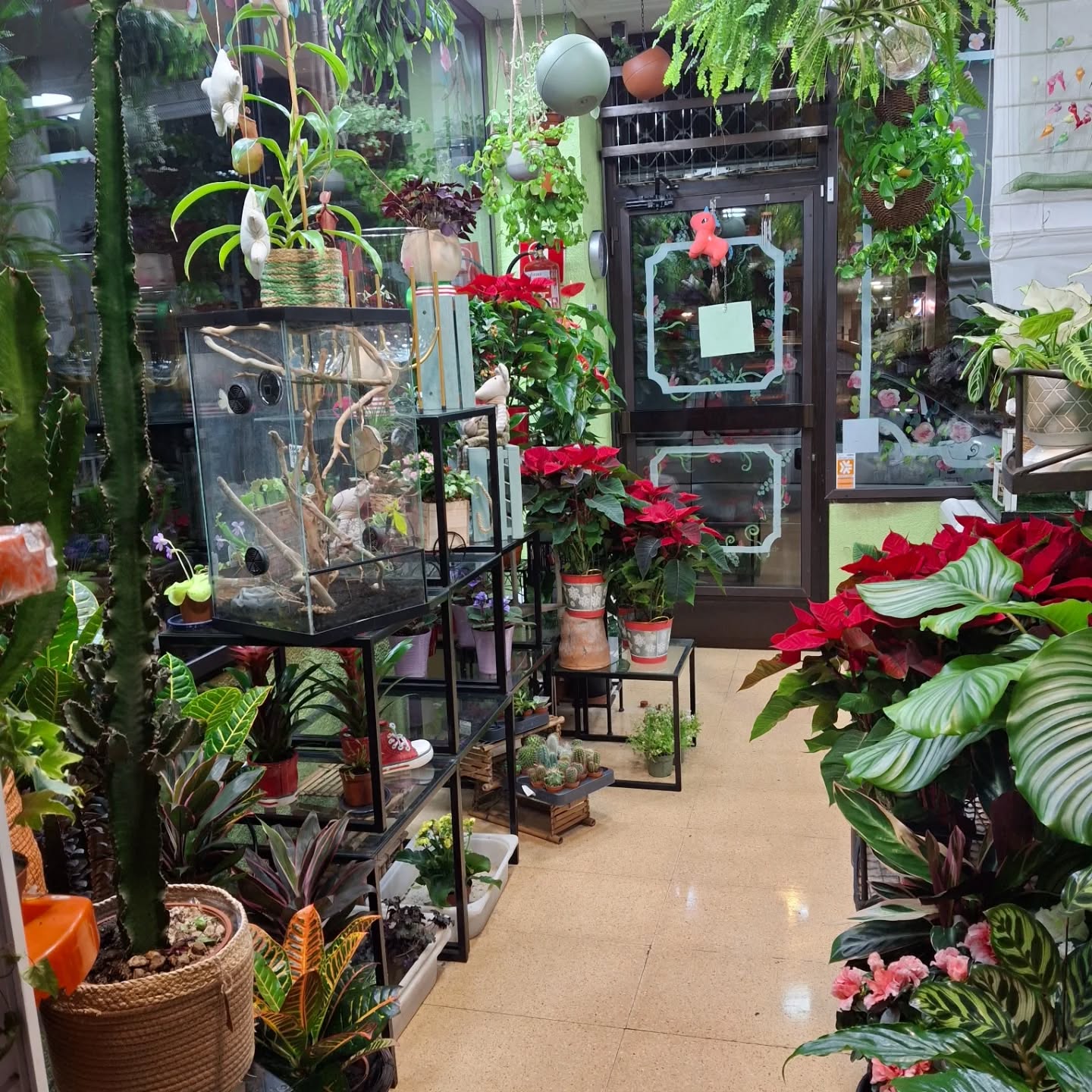 Venta de plantas de interior y exterior en Vitoria-Gasteiz